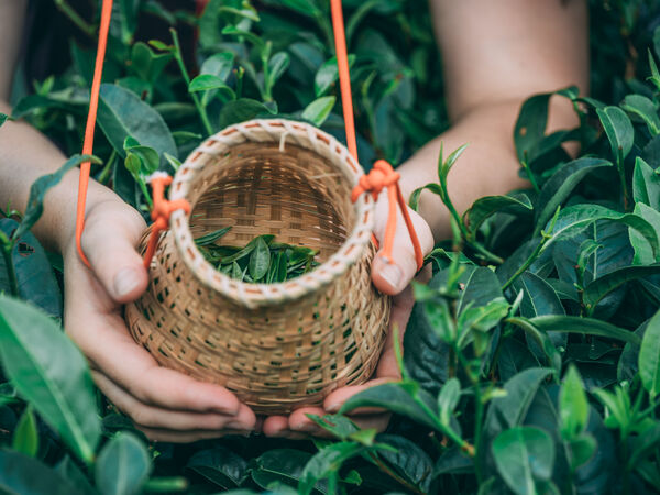Organic Japanese Matcha