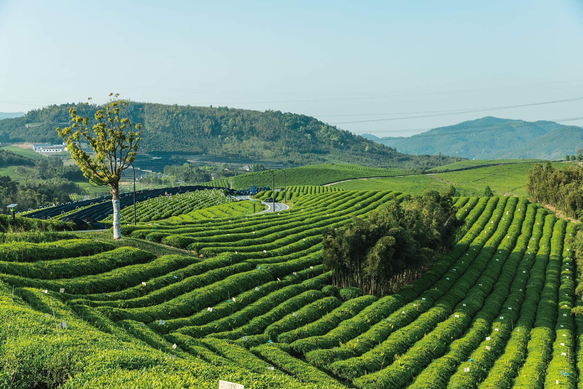 Shade-grown tea plants in a traditional tea garden