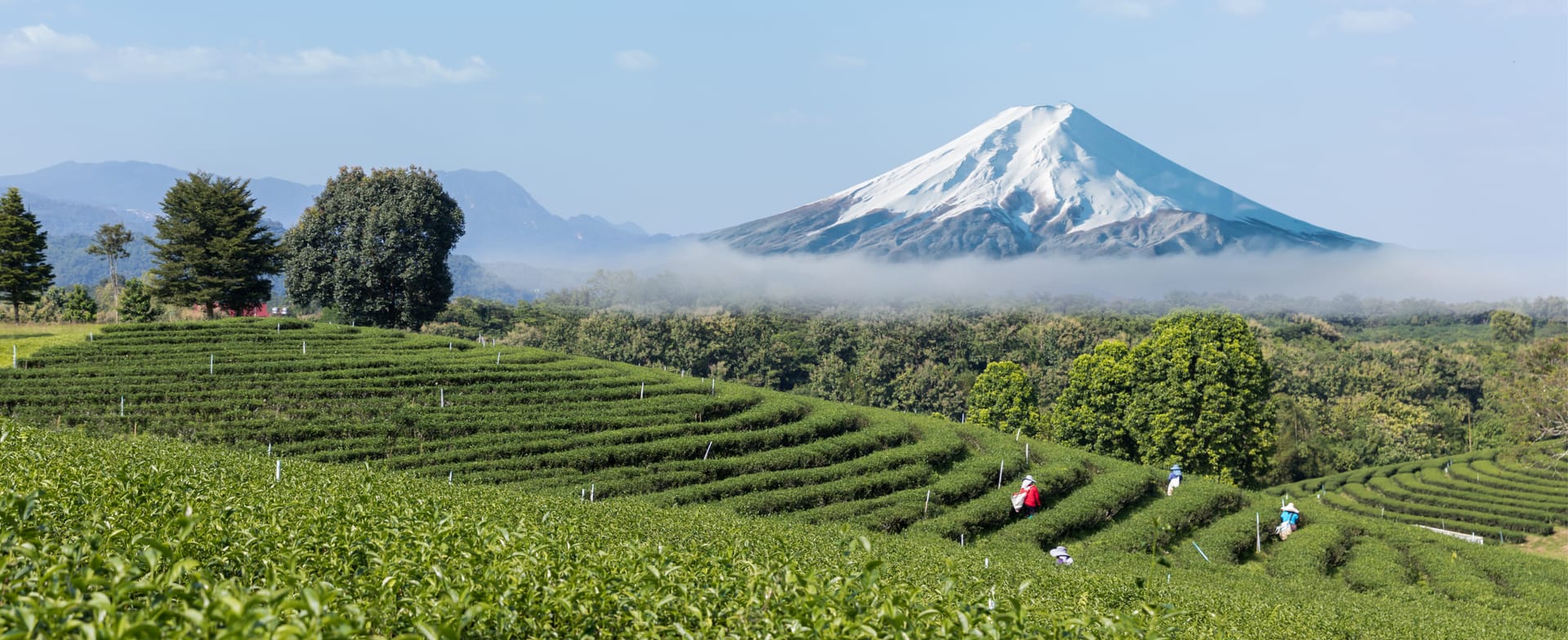 Japanese tea garden with Mount Fuji — Allreasons matcha sourcing