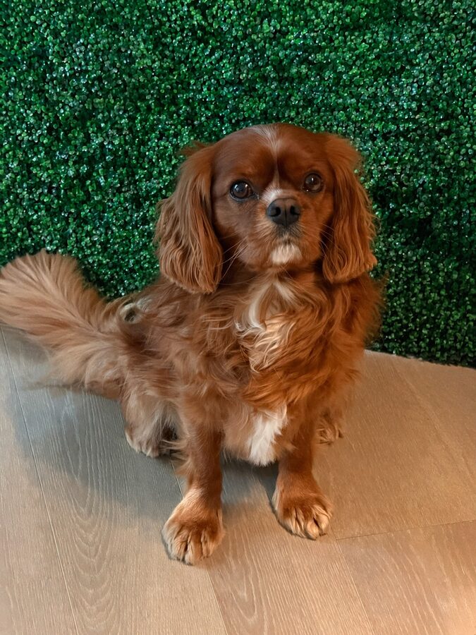 Rupert